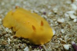 sea lemon nudibranch, taken in monterey ,d70 60mm ds125 by Douglas Epley 